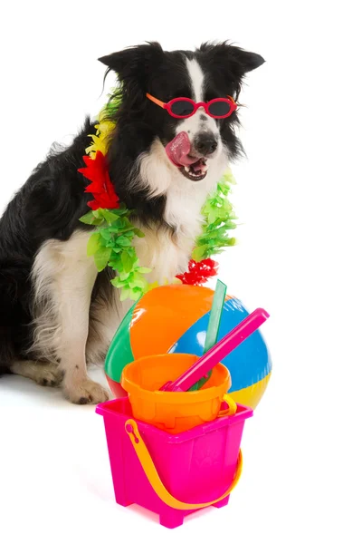 休暇中の犬 — ストック写真