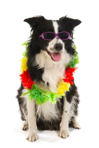 休暇の犬 — ストック写真