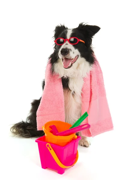 Vacation dog — Stock Photo, Image