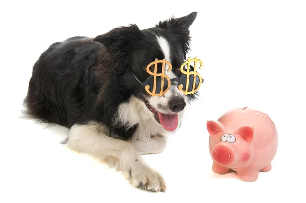 Dollar dog with piggy bank — Stock Photo, Image