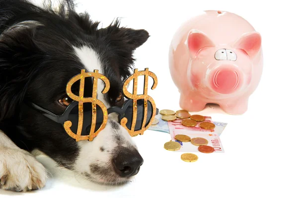 Dollar dog with piggy bank — Stock Photo, Image