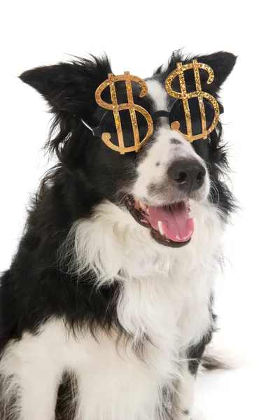 stock image Dollar dog