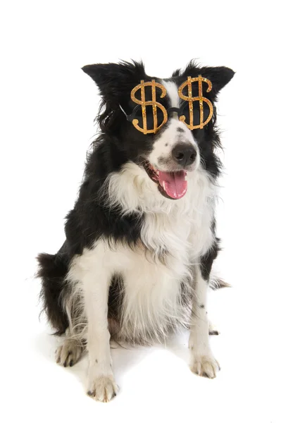 Dollár kutya — Stock Fotó