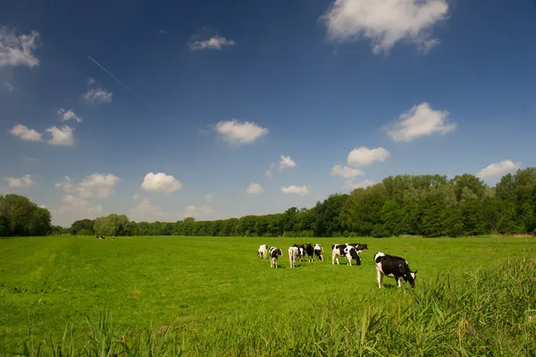 Vacas holandesas — Fotografia de Stock