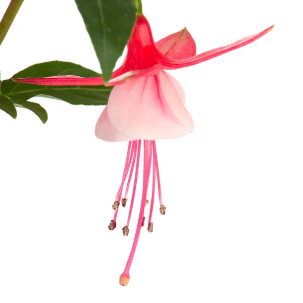 Fuchsia-blomst – stockfoto