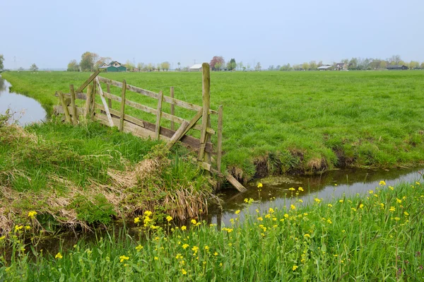 オランダの農業 — ストック写真