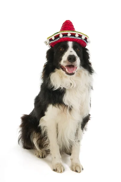Spanischer Hund — Stockfoto