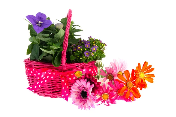 Pink Basket with blue flowers — Stock Photo, Image