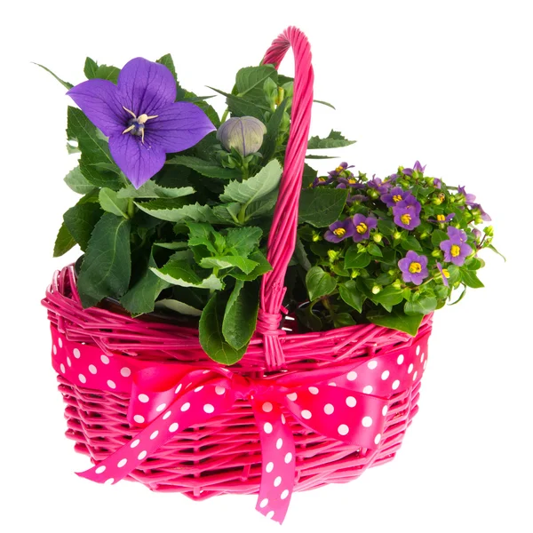 Růžový košík s modrými květy — Stock fotografie