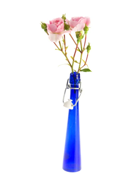 Rosas cor de rosa em vaso azul — Fotografia de Stock