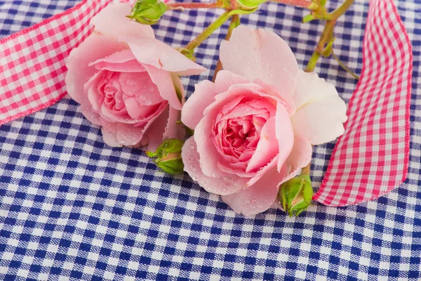 Rosas rosadas sobre fondo azul — Foto de Stock