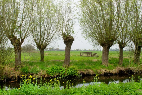 Поллард willows в ландшафт — стокове фото