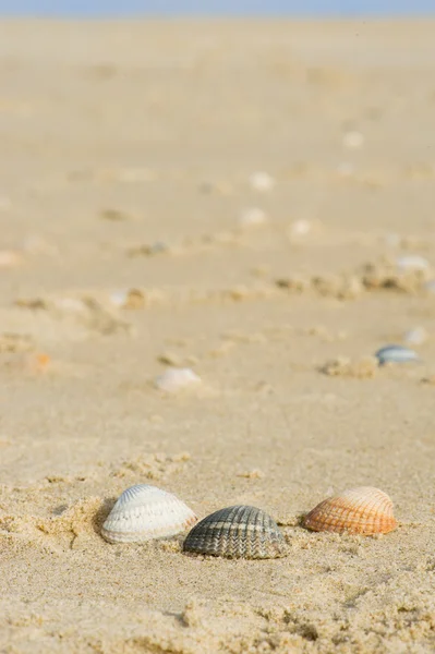 Conchas na praia holandesa — Fotografia de Stock