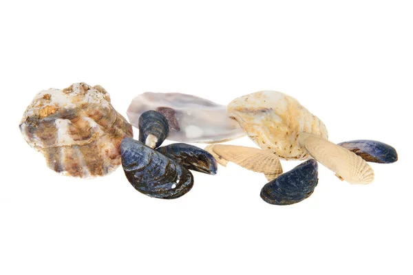 Shells — Stock Photo, Image