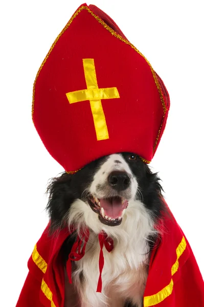 Hund als holländischer Sinterklaas — Stockfoto