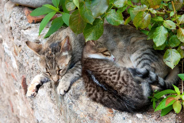 Griechische Streunerkatze mit Kätzchen — Stockfoto