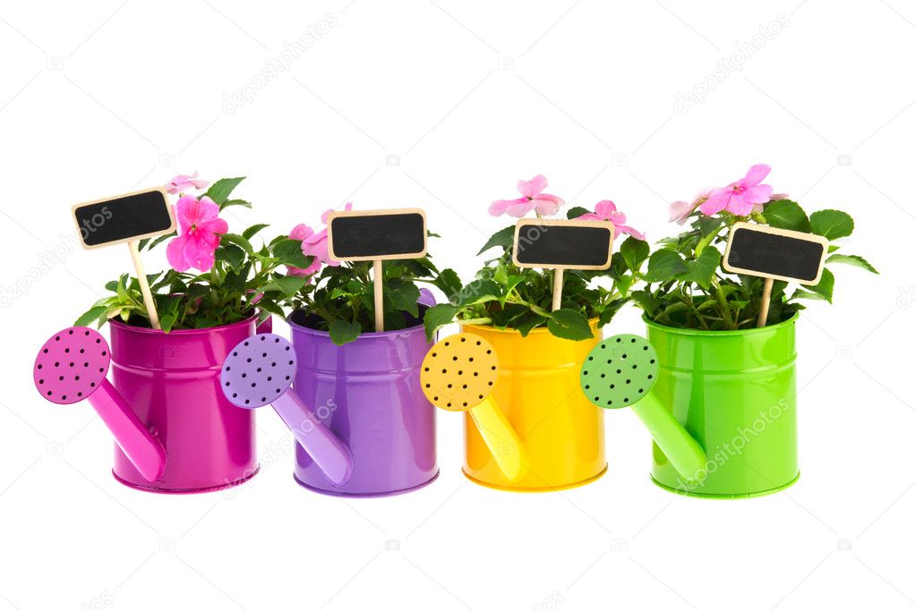 Watering cans with flowers — Stock Photo © ivonnewierink 6082050