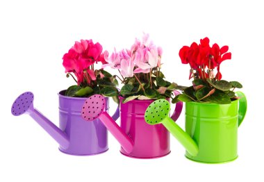 Red and pink Cyclamen clipart