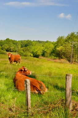 Limousin inekler