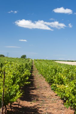 Vineyard peyzaj