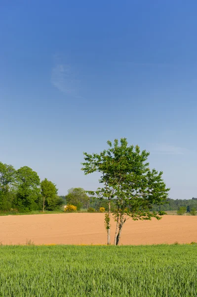Landbrug landskab - Stock-foto
