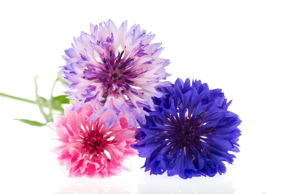 Três cores Cornflowers — Fotografia de Stock