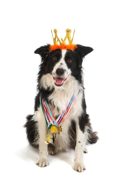 Campeón perro — Foto de Stock