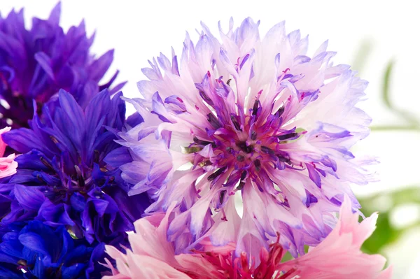 Kukurydza niebieskie i różowe kwiaty — Zdjęcie stockowe