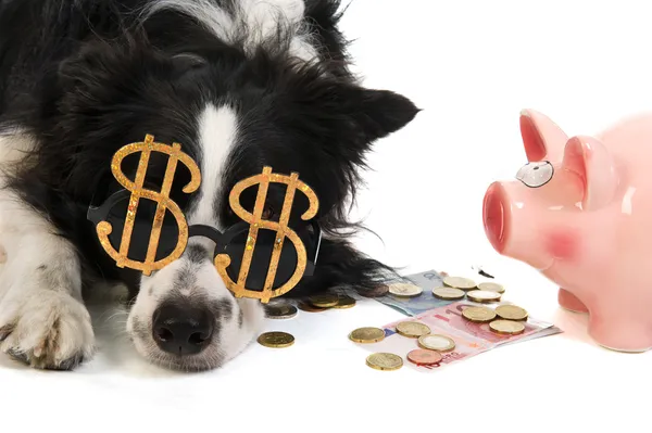 Долларовая собака с копилкой — стоковое фото
