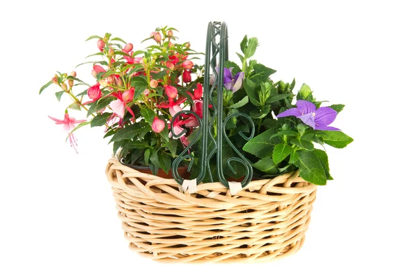 Koszyk Kwiaty ogrodowe — Zdjęcie stockowe