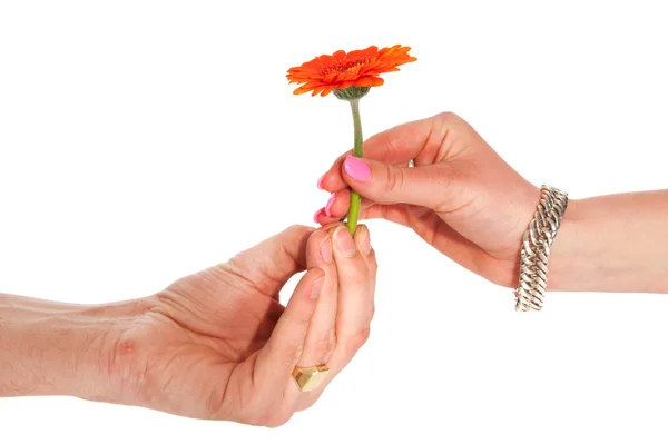 Dając kwiat — Zdjęcie stockowe