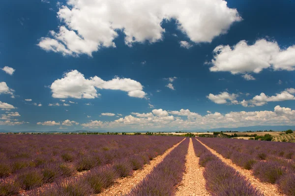 Lavendelfält i den franska provence — Stockfoto