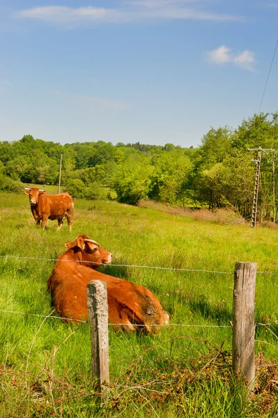 Limousin krowy — Zdjęcie stockowe