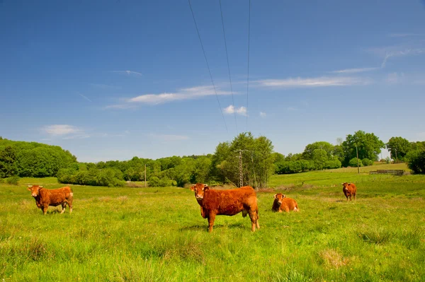 Limousin koeien — Stockfoto