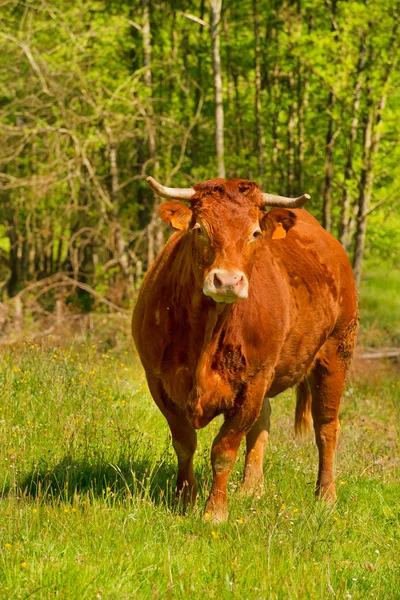 Limousin kor — Stockfoto