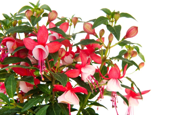 Red ans pink Fuchsia — Stock Photo, Image