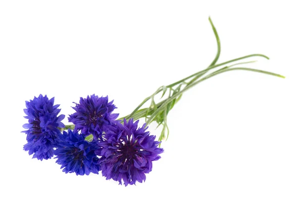 Сині квіти кукурудзи — стокове фото