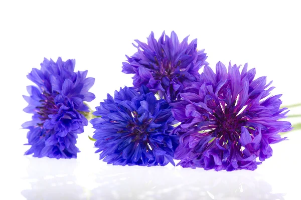 Сині квіти кукурудзи — стокове фото
