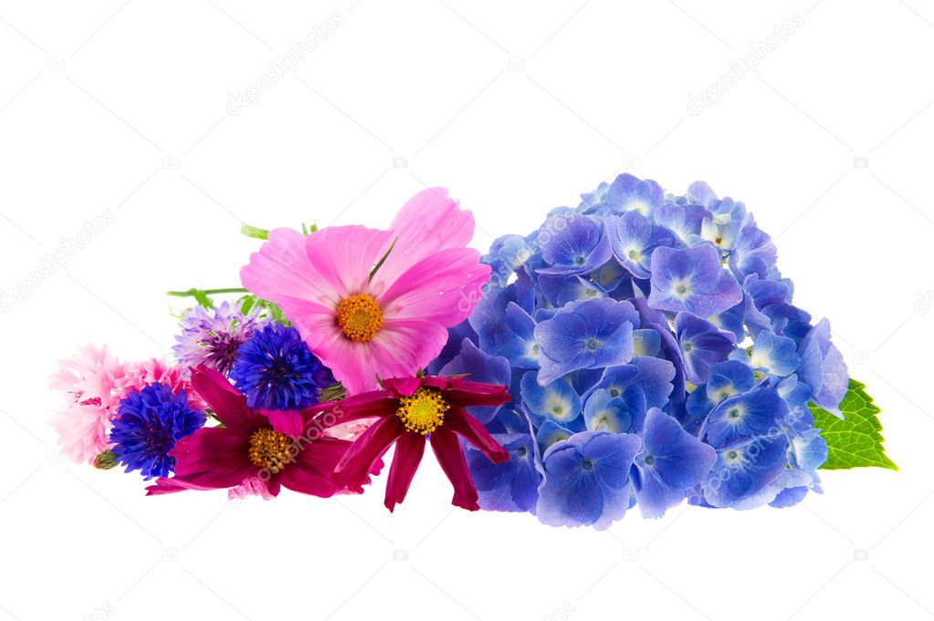 Colorful garden flowers