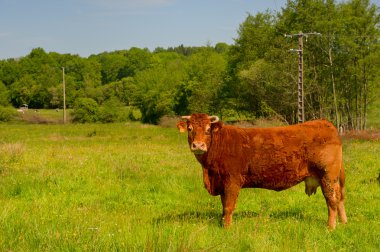 Limousin inekler