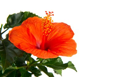 Orange Hibiscus clipart