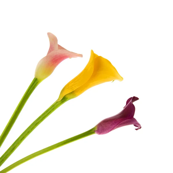 Calla çiçekler — Stok fotoğraf