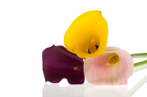 Fargerike Calla-blomster – stockfoto