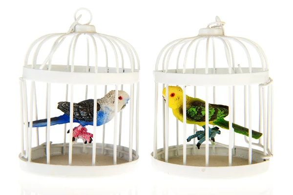 Miniaturní papoušky v klecích — Stock fotografie