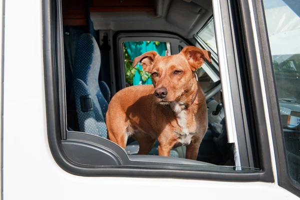 Hund i bil – stockfoto