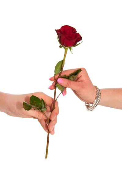 Giving a rose — Stock Photo, Image