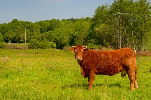 Limousin krávy — Stock fotografie
