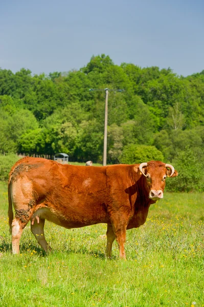 Limousin αγελάδες — Φωτογραφία Αρχείου