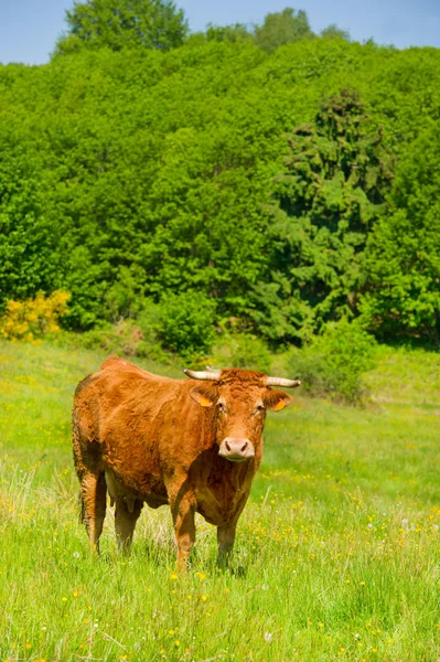 Limousin krávy — Stock fotografie