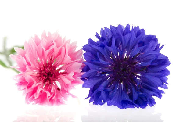 Pink and blue Cornflowers — Stock Photo, Image